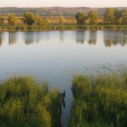 Reflection of trees in lake