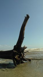 Trees in water