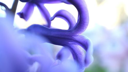 Close-up of blue flower