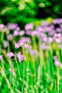 Close-up of purple flowering plant on field