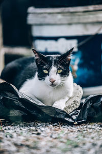 Portrait of cat resting outdoors