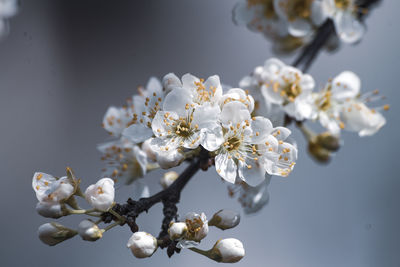 Close-up of white cherry blossom tree