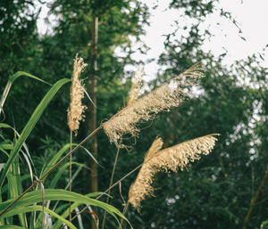 Close-up of plants in the forest