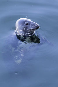 Close-up of turtle swimming in sea