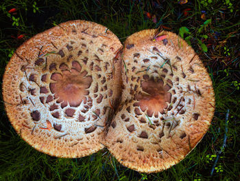 High angle view of mushroom on field