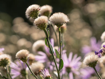 Close-up of purple flowering plant