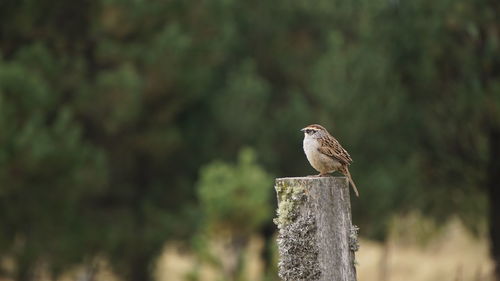 Close-up of bird perching on wood