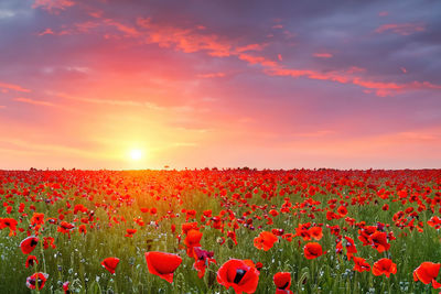 Sunset over a field of poppies. red poppies on the field at sunset. beautiful landscape.