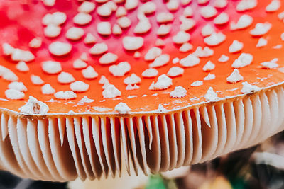 Close-up of mushroom