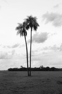 Palm tree on field against sky