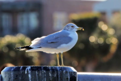Close-up of seagull perching on retaining wall