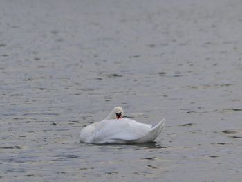 Swan swimming in lake