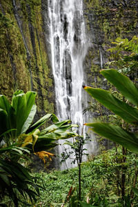 Scenic view of waterfall in forest