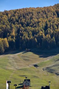High angle view of trees on field