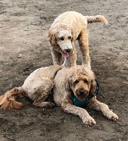 Portrait of dog sitting on land