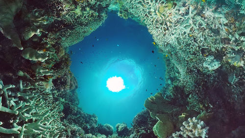 View of jellyfish swimming in sea