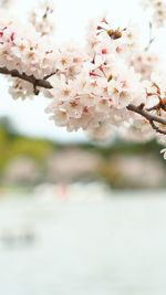 Close-up of cherry blossoms in spring