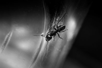 Close-up of ant on glass