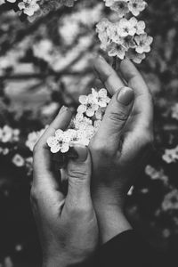 Close-up of hand holding flowering plant