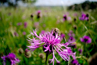 Close-up of purple flowering plant on field
