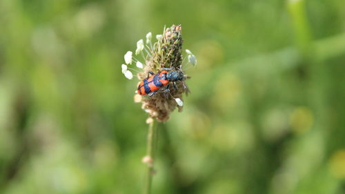 Close-up of insect on flower