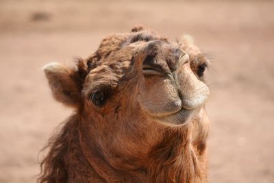 Close-up of a camel