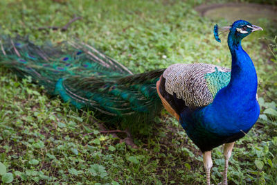 Peacock in a field