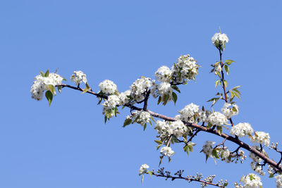 Low angle view of cherry blossoms against blue sky