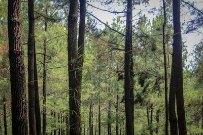 Pine trees in forest