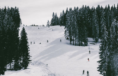 Scenic view of snow covered land and trees