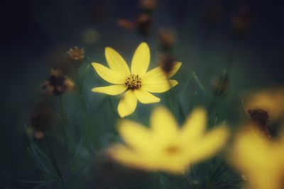 Close-up of yellow cosmos flower