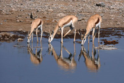 Gazelles in etosha national park, namibia