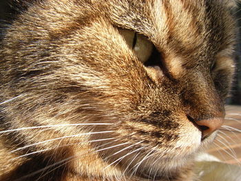 Close-up of cat
