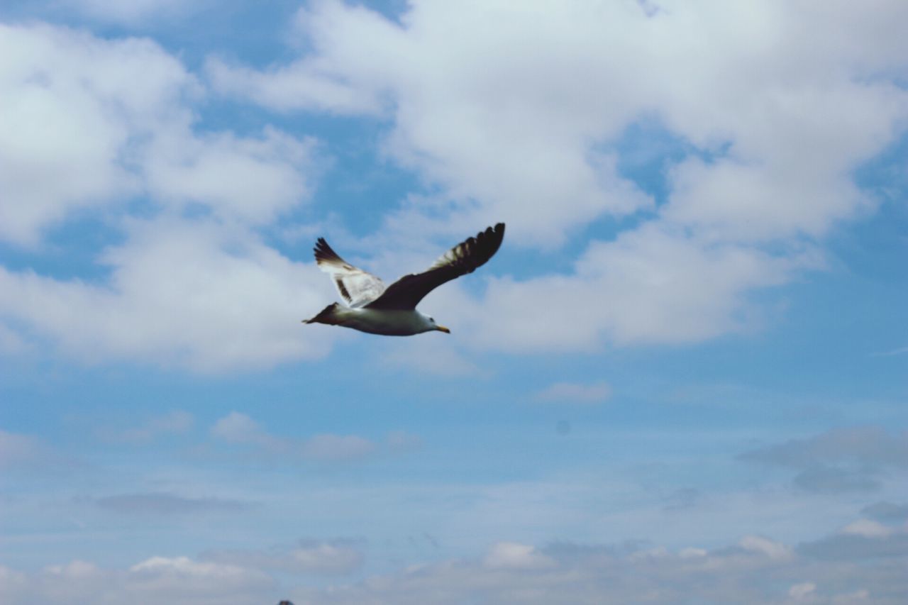 bird, animal themes, animals in the wild, flying, wildlife, spread wings, low angle view, sky, seagull, one animal, mid-air, cloud - sky, nature, cloud, cloudy, full length, freedom, motion, outdoors, zoology