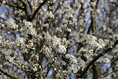 Close-up of white cherry blossom tree