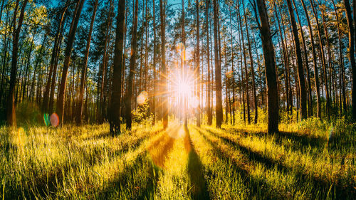 Scenic view of forest against bright sun