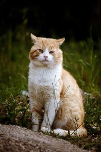 Portrait of cat sitting by plants