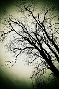 Low angle view of bare trees against sky