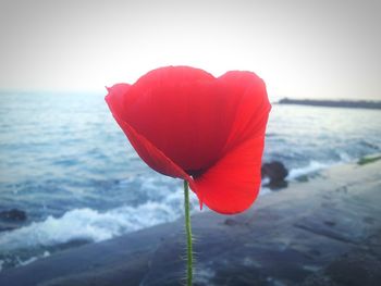 Close-up of red flower