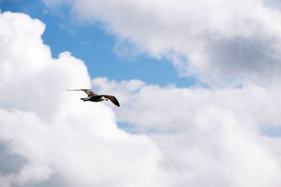 Low angle view of bird flying against sky