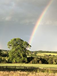 Scenic view of rainbow over trees on field against sky