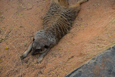 Lizard on ground