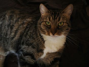 Close-up portrait of tabby cat