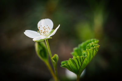 Close-up of white flowering plant