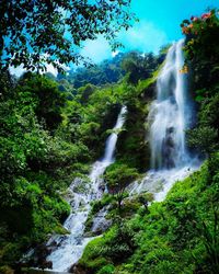 Scenic view of waterfall in forest