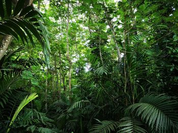 Plants and trees in forest