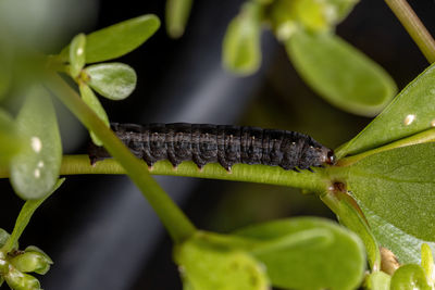 Close-up of insect on leaf