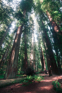 Low angle view of bamboo trees in forest