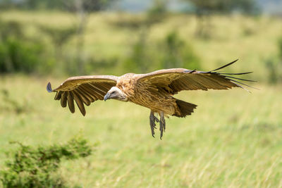 White-backed vulture glides over grass and bushes