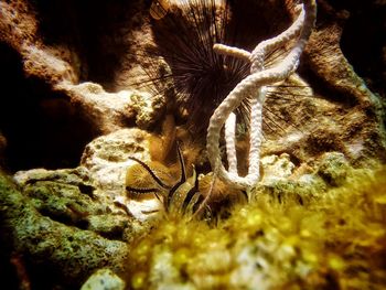 Close-up of crab on water